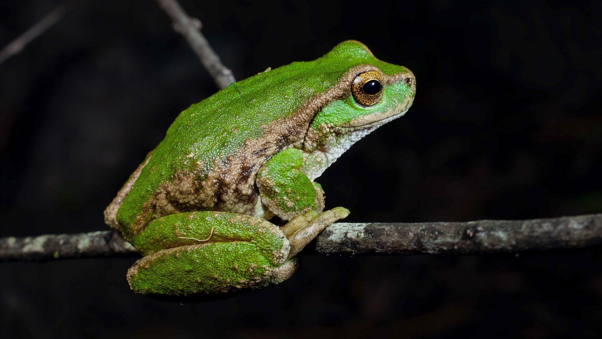 Endangered Frog