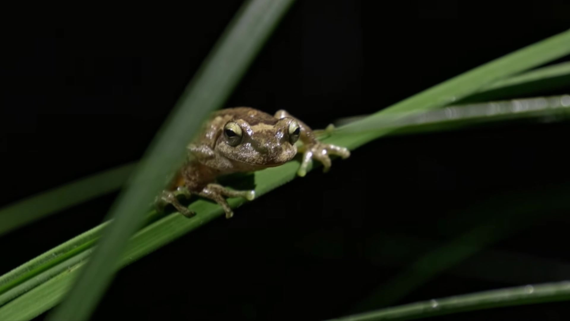 Watagans Little John Tree Frog