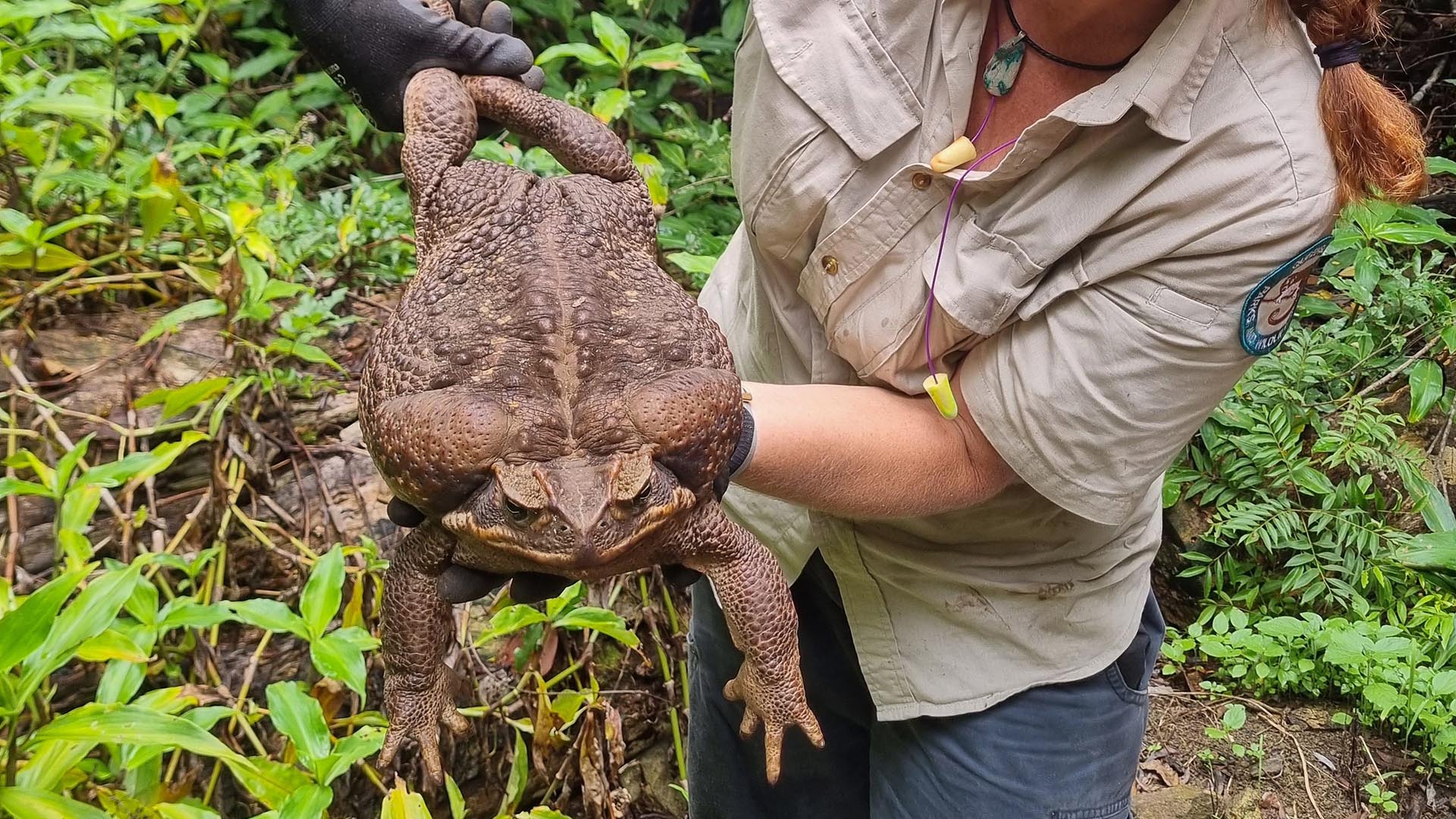 Toadzilla