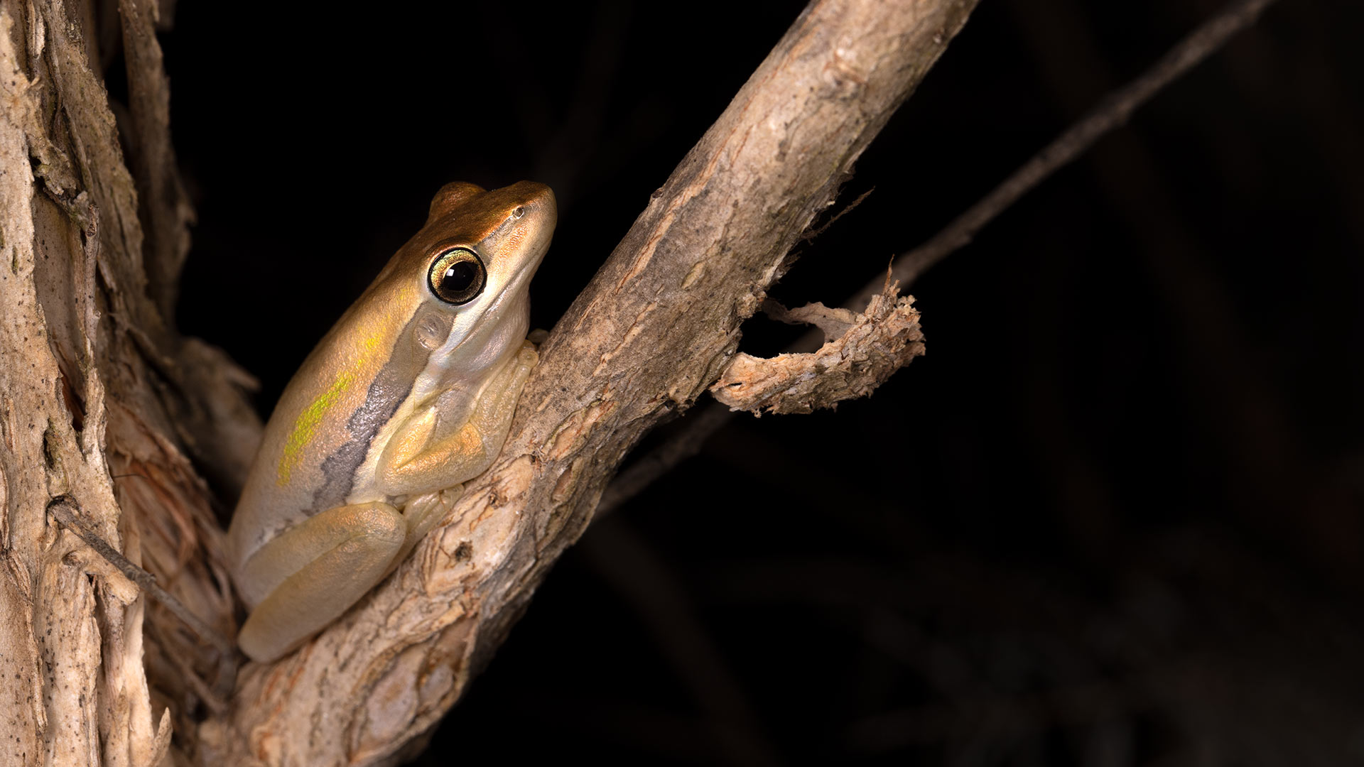 Slender Tree Frog