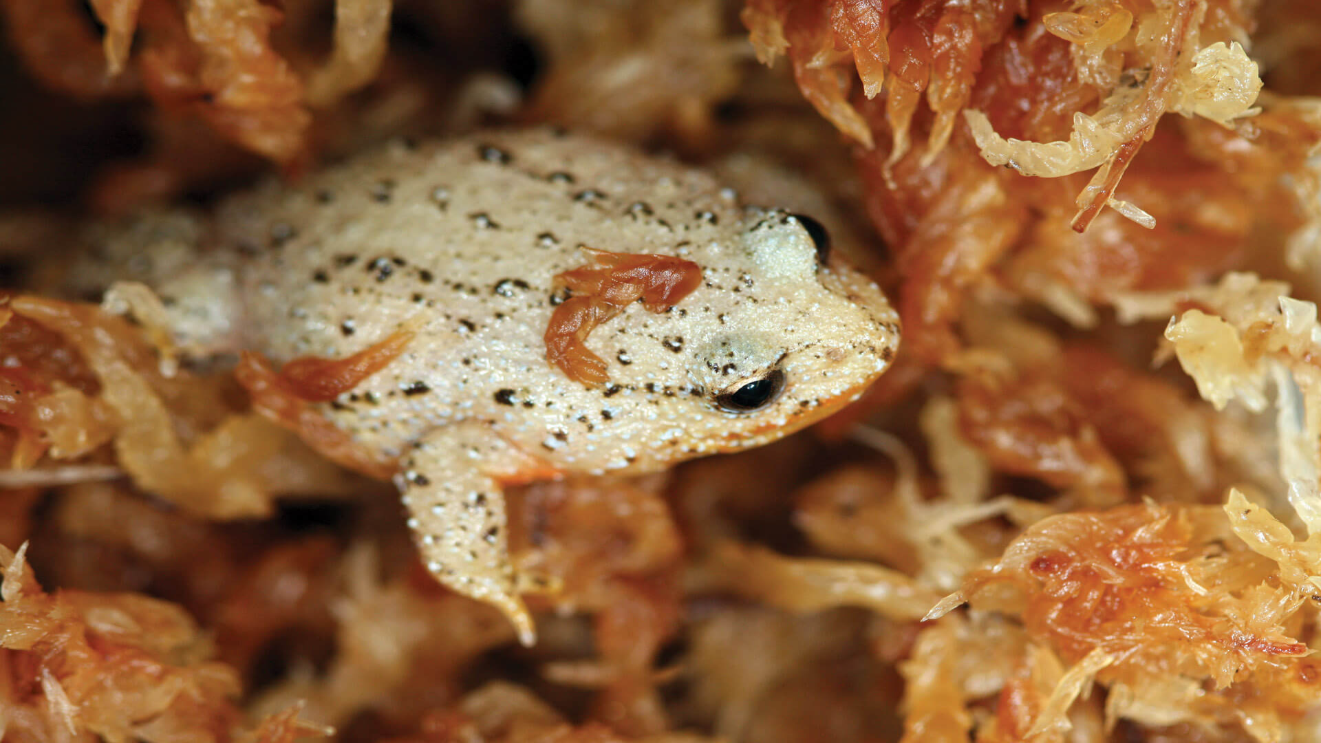 White-bellied Frog