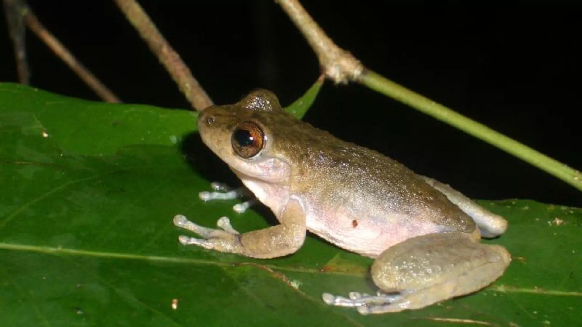 Australian Mountain Mist Frog