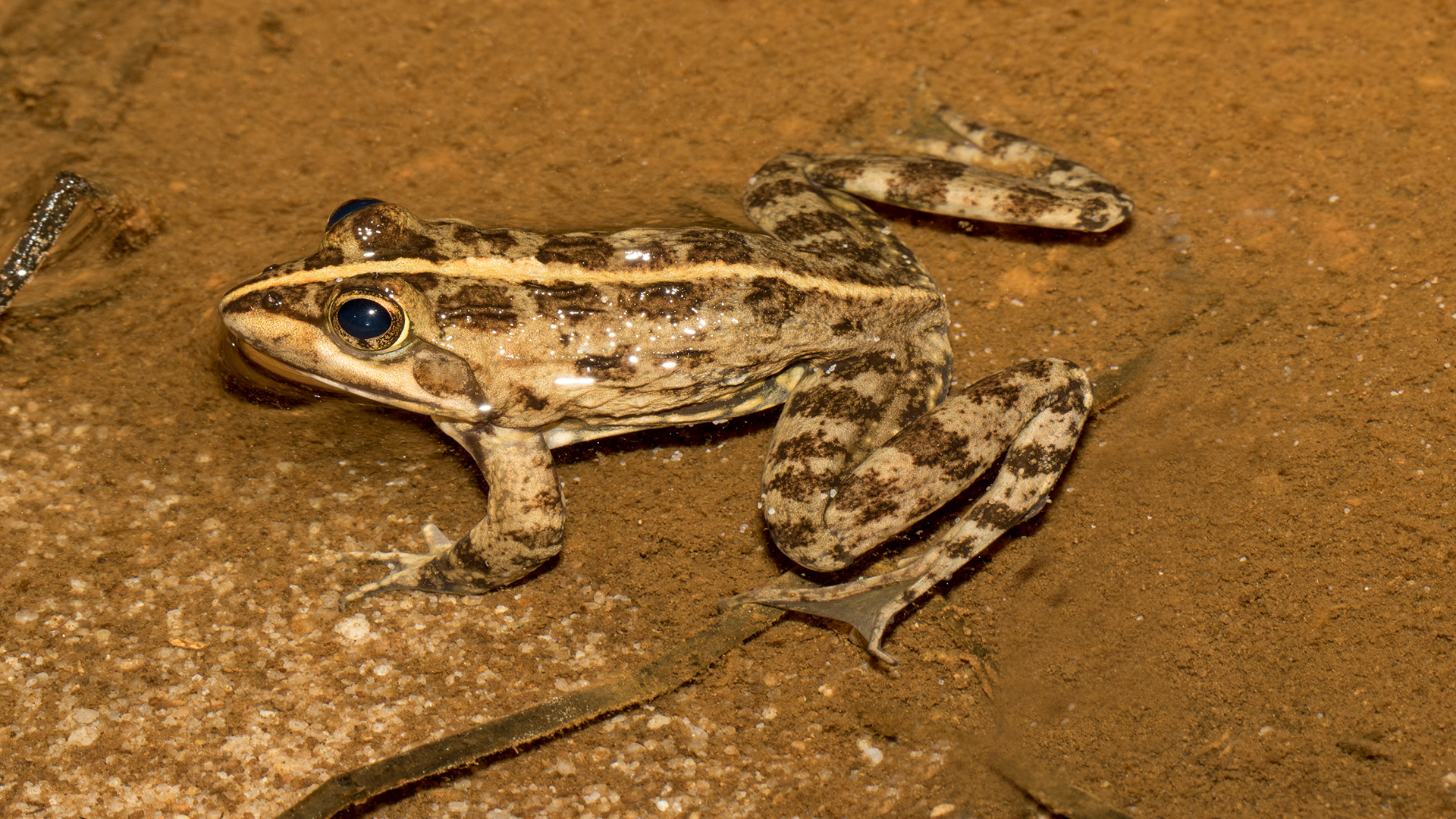 Striped Marsh Frog