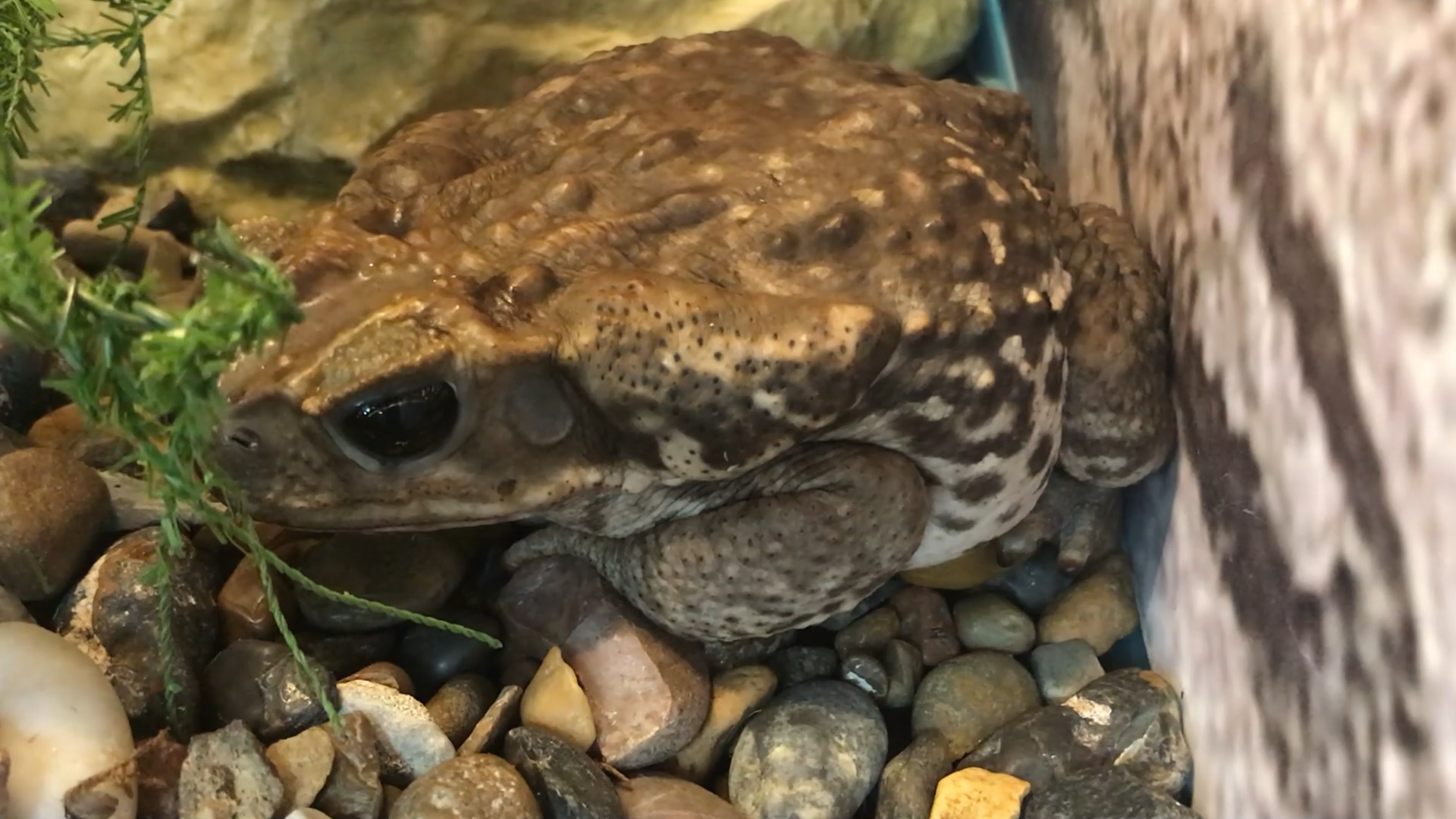 Toad