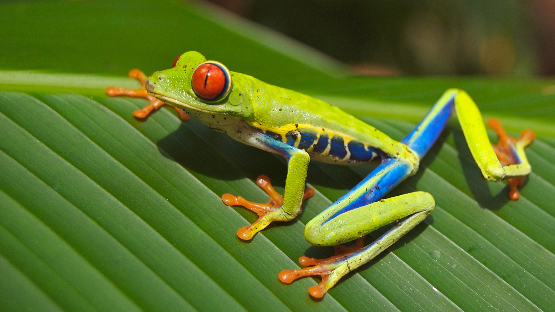 Red-Eyed Tree Frog
