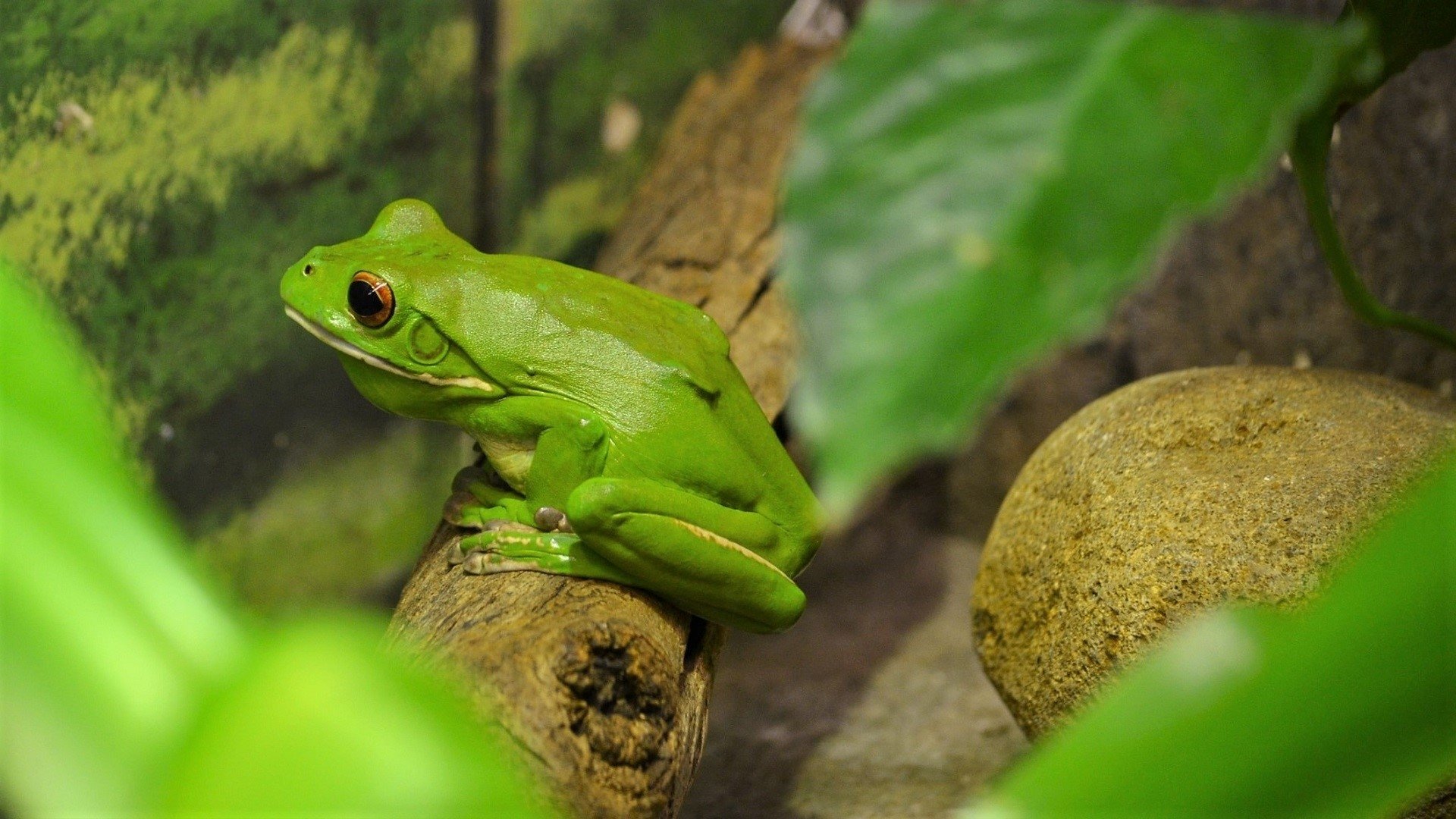 White Lipped Tree Frog