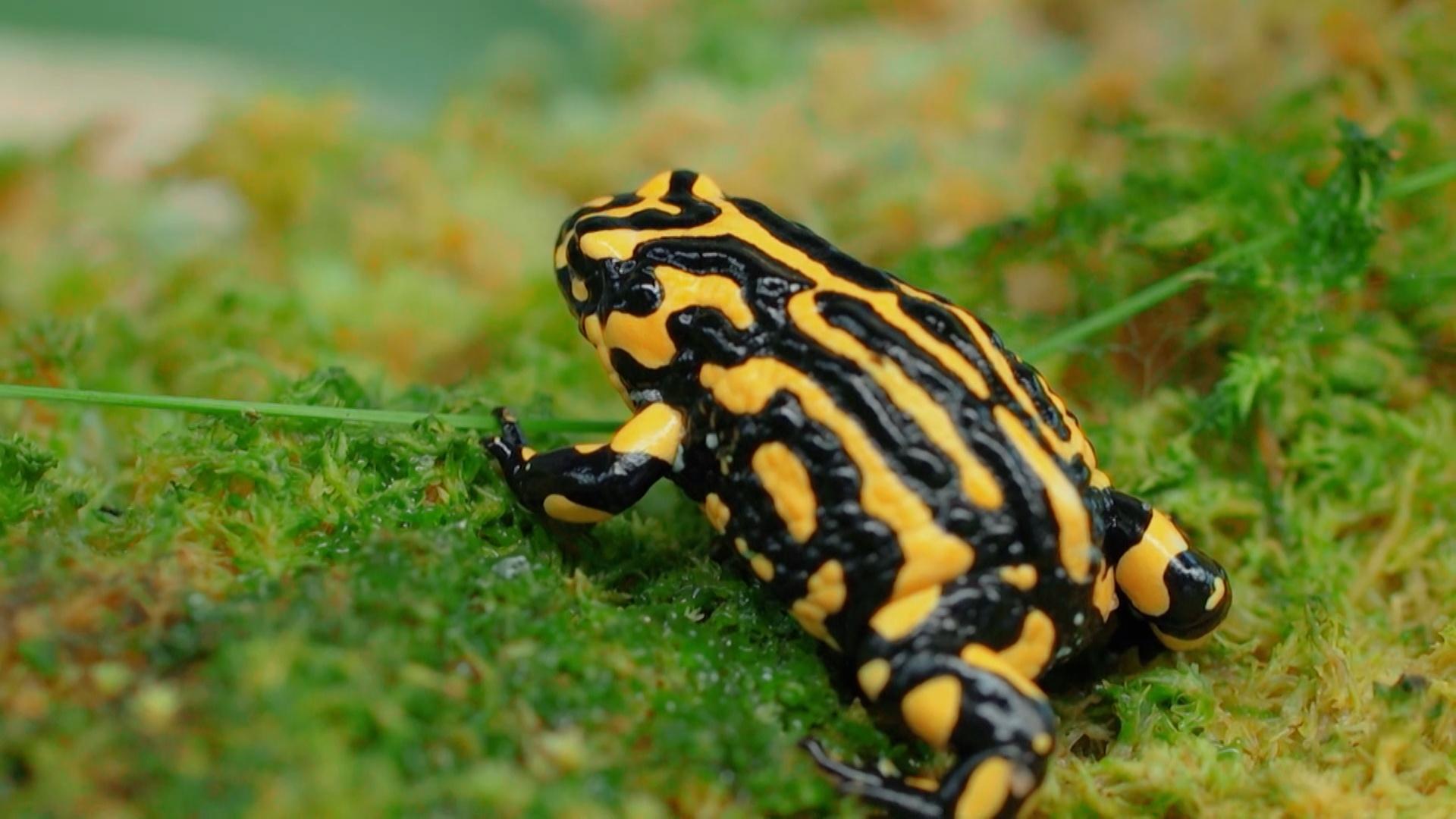 Southern Corroboree Frog