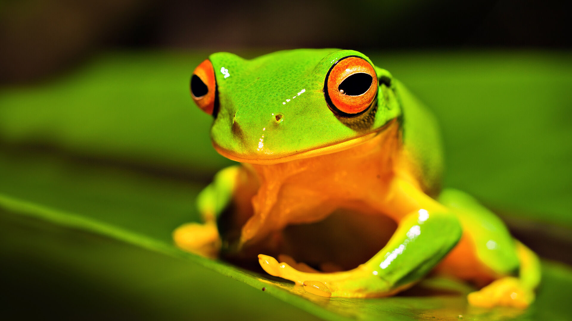 Orange Thighed Tree Frog