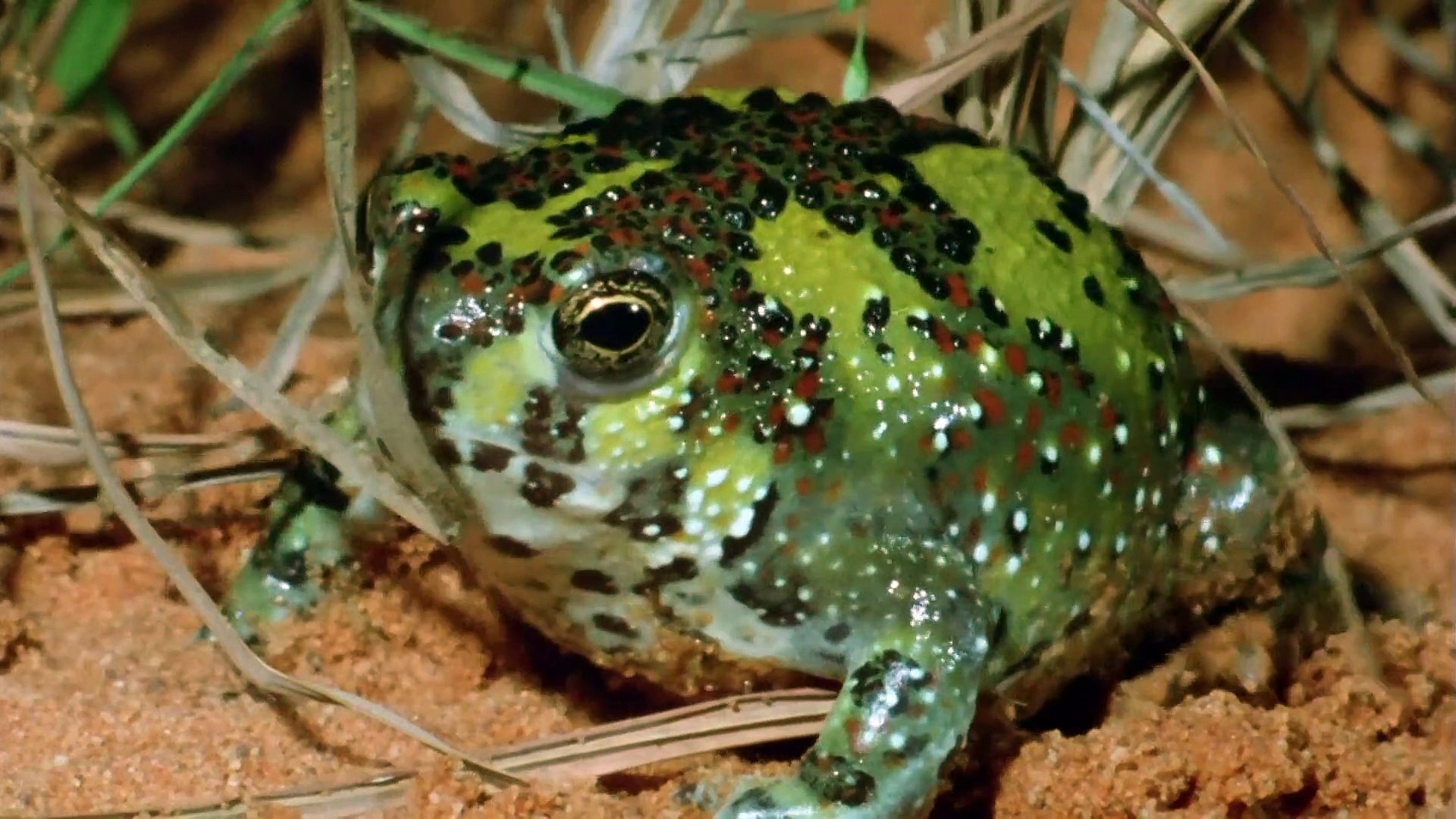 Crucifix Toad