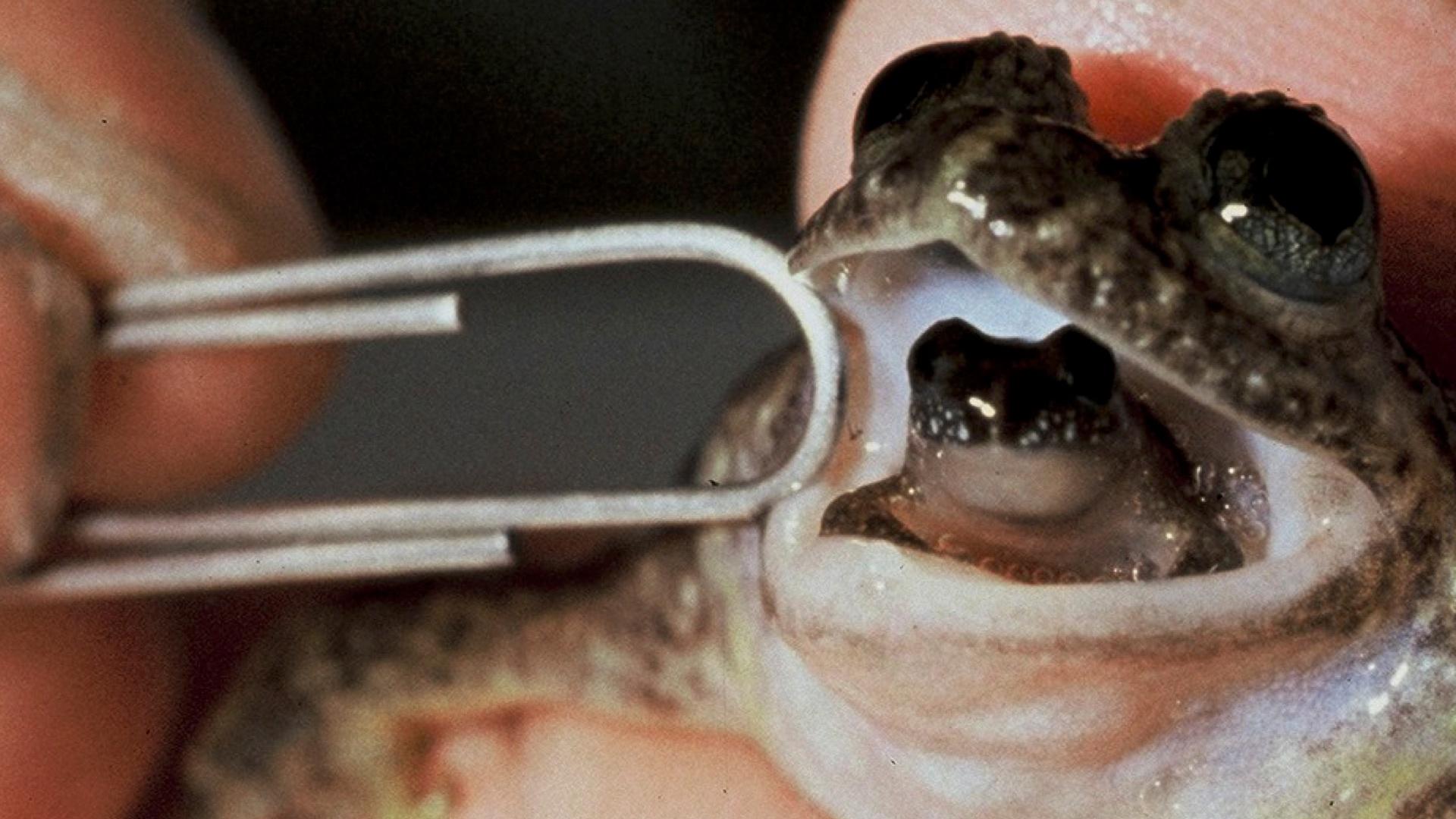 Gastric Brooding Frog