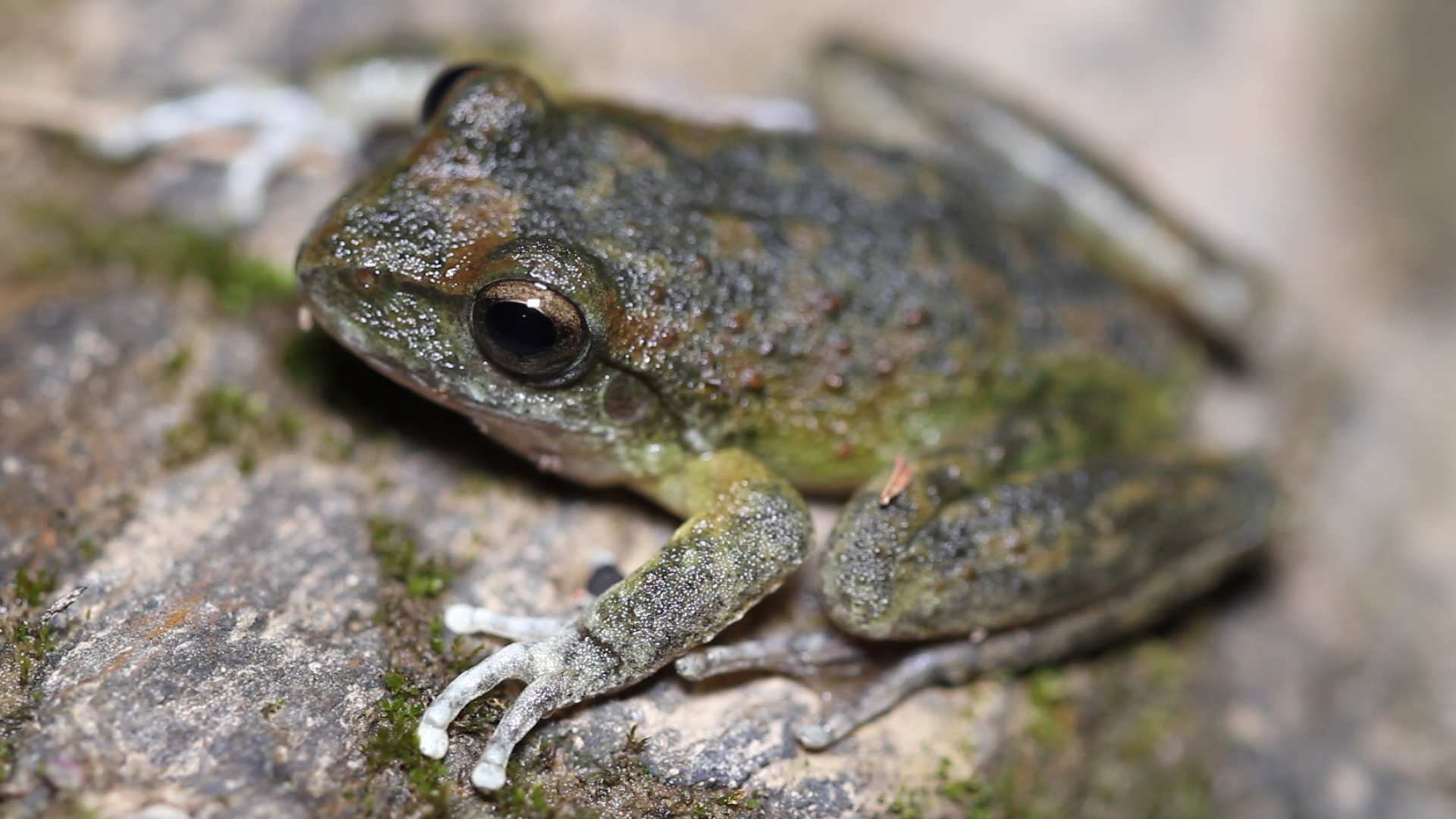 Booroolong Frog